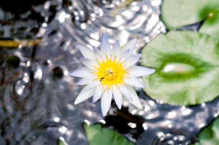 The white water lily on the water and leaf の写真素材