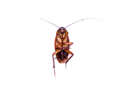 The close up dead cockroach isolated on white background