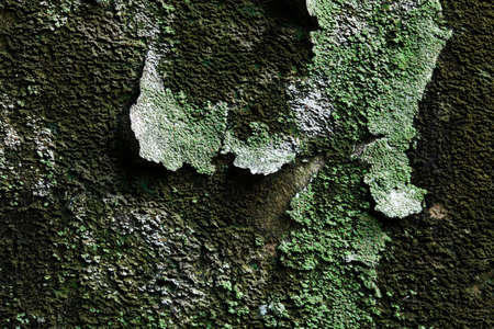 old wallの写真素材