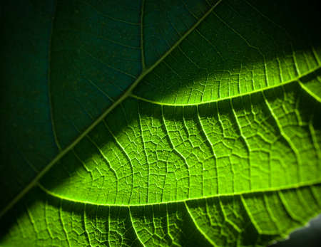 Leave texture in closeupの写真素材