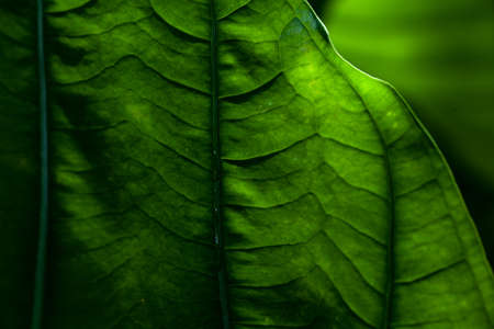 leafの写真素材