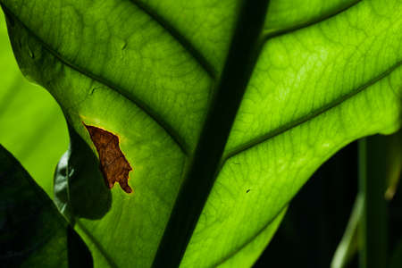 leafの写真素材