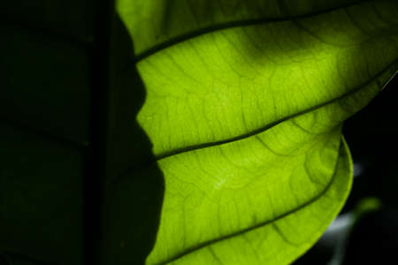 leafの写真素材