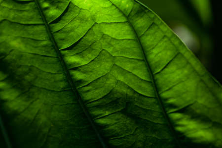 leaf