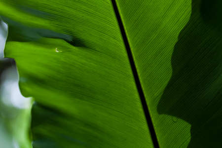leaf