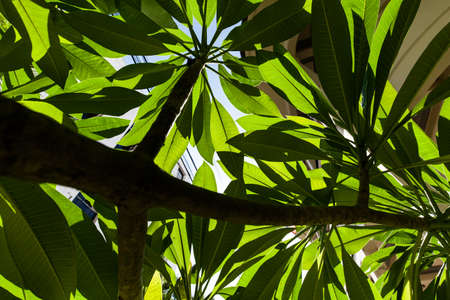 light on leaf.の写真素材