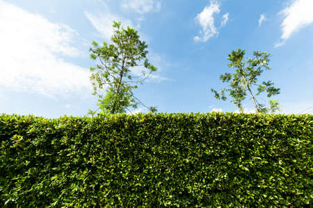 tree fence.