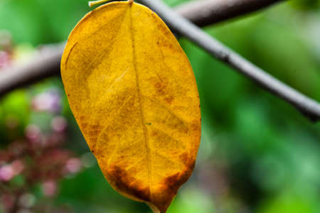 yellow leaf.