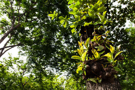 young leaves is grow in rainy season.の写真素材