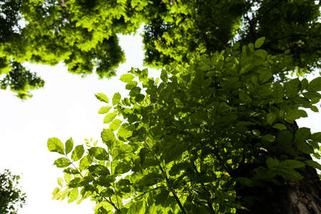 young leaves is grow in rainy season.の写真素材