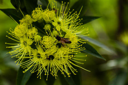 bee pollenの写真素材
