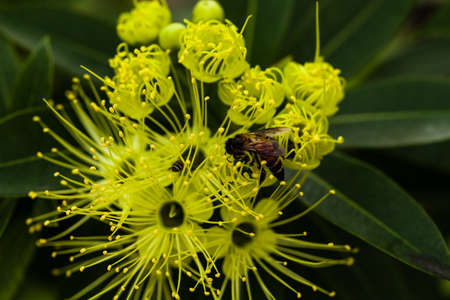 bee pollenの写真素材