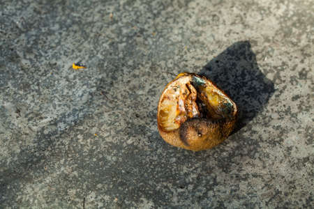 fungus on rotten lemonの写真素材