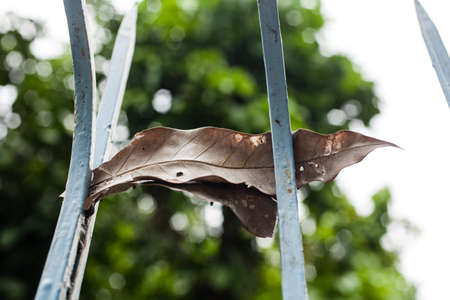 dry leaf on fence.