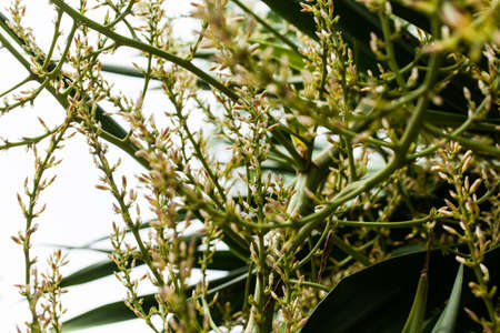 blooming flower in rainy seasonの写真素材