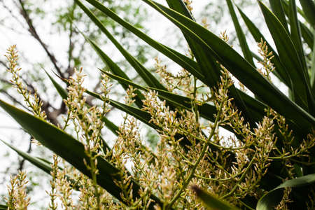 blooming flower in rainy seasonの写真素材
