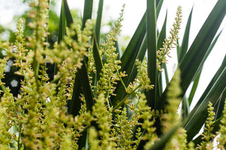 blooming flower in rainy seasonの写真素材