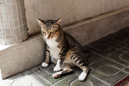 cat in the temple.の写真素材