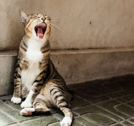 cat in the temple.の写真素材