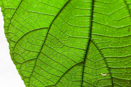 close up leaf for detail