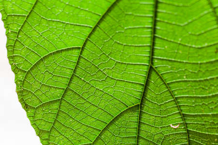 close up leaf for detailの写真素材