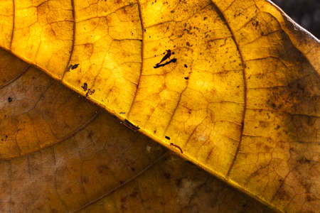 yellow dry leaf on sun lightの写真素材