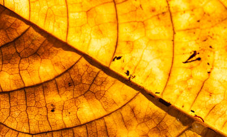 yellow dry leaf on sun lightの写真素材
