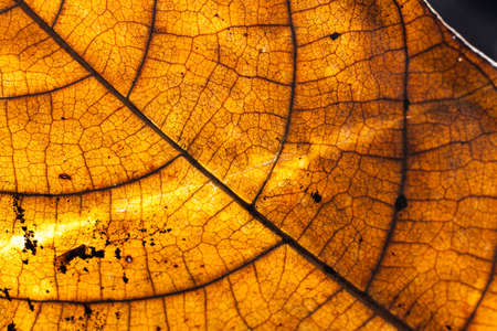 yellow dry leaf on sun lightの写真素材
