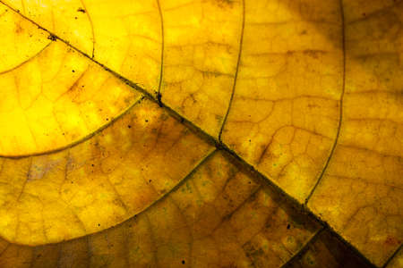 yellow dry leaf on sun lightの写真素材