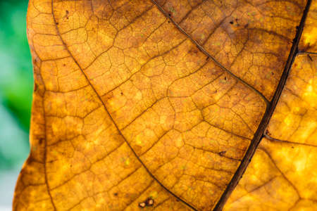 detail and texture from leaf macro