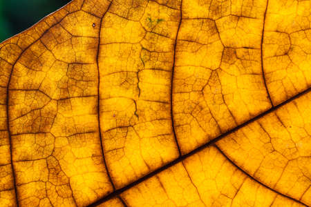 detail and texture from leaf macro