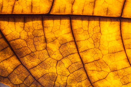 detail and texture from leaf macroの写真素材