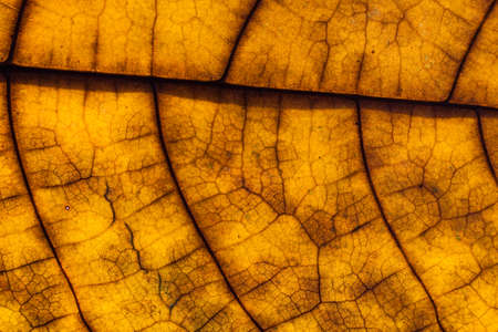 detail and texture from leaf macroの写真素材