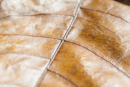 detail and texture from leaf macroの写真素材