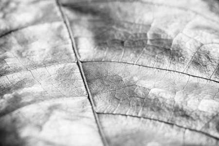 detail and texture from leaf macroの写真素材
