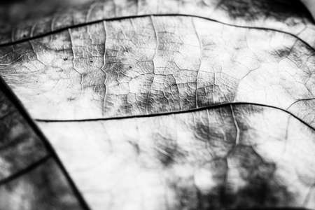 detail and texture from leaf macroの写真素材