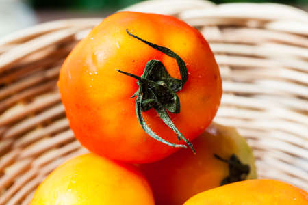 old tomato is not fresh.の写真素材