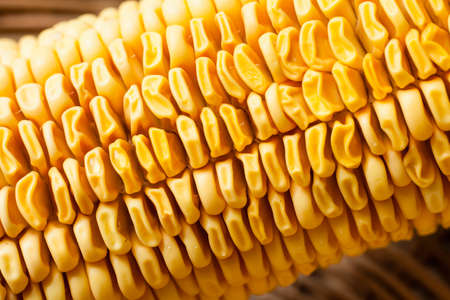dry corn in the basket.の写真素材