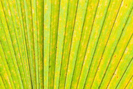 detail and texture from leaf macroの写真素材