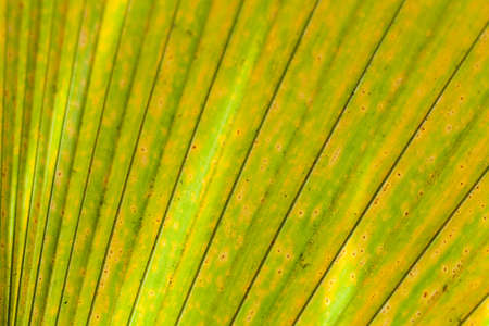 detail and texture from leaf macroの写真素材