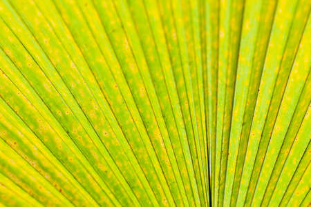 detail and texture from leaf macroの写真素材