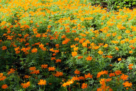yellow flower in the garden.の写真素材
