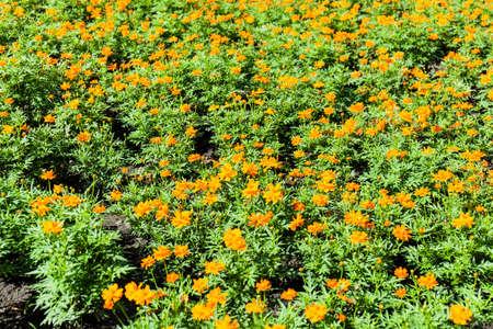 yellow flower in the garden.の写真素材