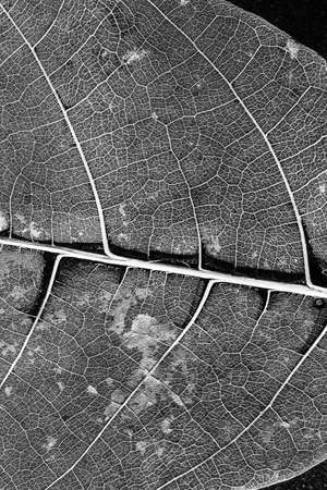 texture and detail from dry leaf.の写真素材