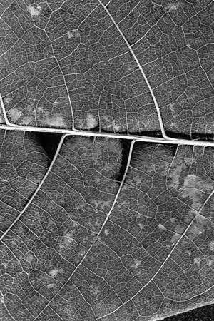 texture and detail from dry leaf.の写真素材