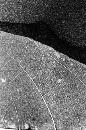texture and detail from dry leaf.の写真素材