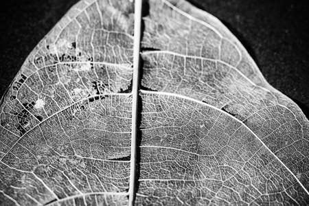 texture and detail from dry leaf.の写真素材
