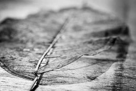 texture and detail from dry leaf.の写真素材
