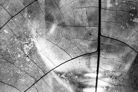 texture and detail from dry leaf in glass.の写真素材