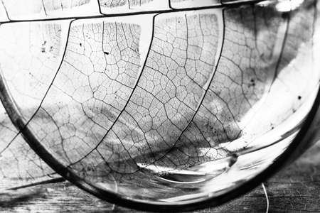 texture and detail from dry leaf in glass.の写真素材